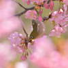 河津桜にあこがれて　⑯