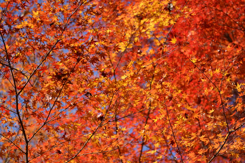 午前の陽と紅葉