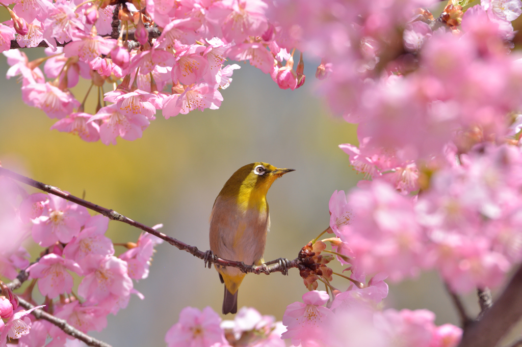 河津桜にあこがれて　⑰