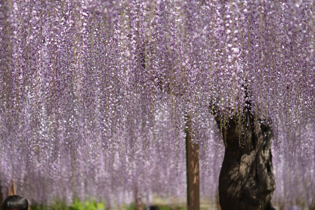 曼荼羅寺の藤　②