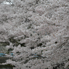 2015 ソメイヨシノ　①