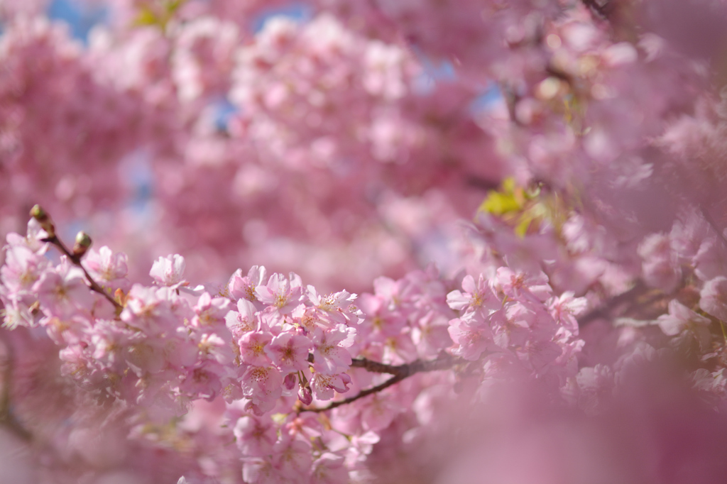 河津桜にあこがれて　④