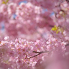 河津桜にあこがれて　④