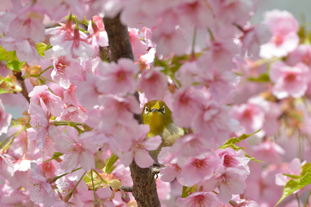 河津桜にあこがれて　⑩