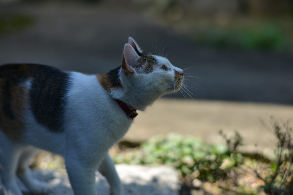 見つめる先に