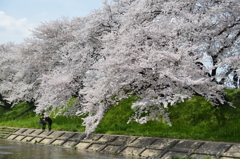 新境川　満開