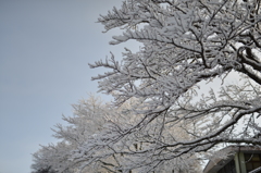 樹雪