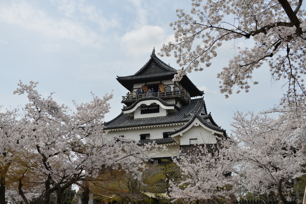 犬山城と桜