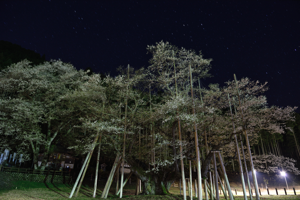 闇夜の淡墨桜