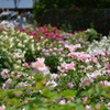 花フェスタ　薔薇　①