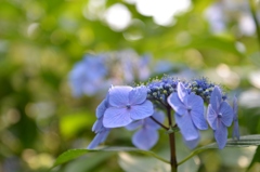 紫陽花　③
