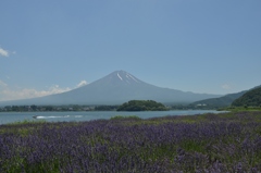 富士山　①　ラベンダー