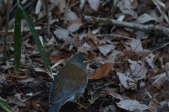 横向いて　シロハラ