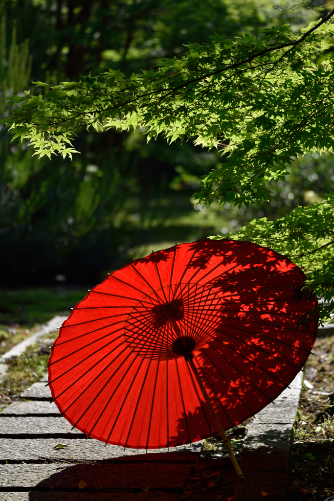 紅葉と和傘　赤