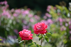 薔薇　⑥　二ツ花