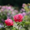 薔薇　⑥　二ツ花