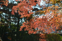 寂光院紅葉　③