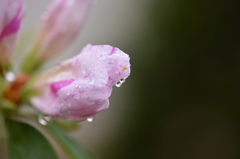 つぼみ　雨の日に