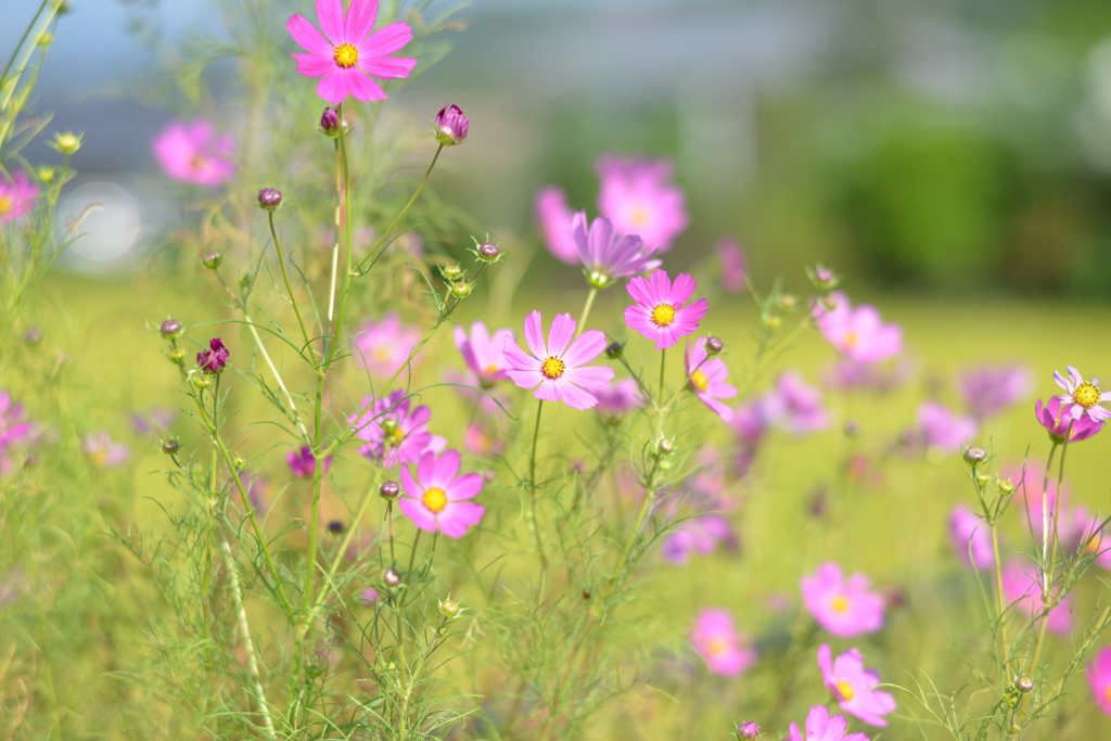 秋桜