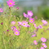 秋桜