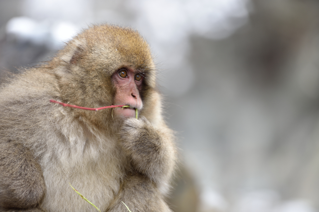 snow monkey ③