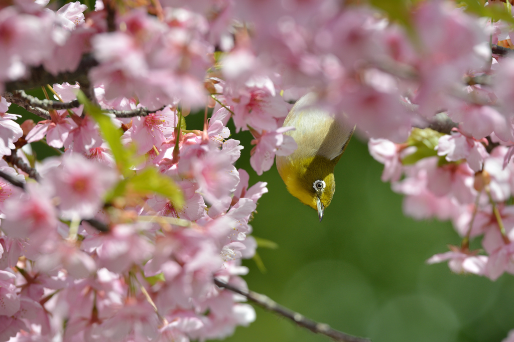 河津桜にあこがれて　⑭