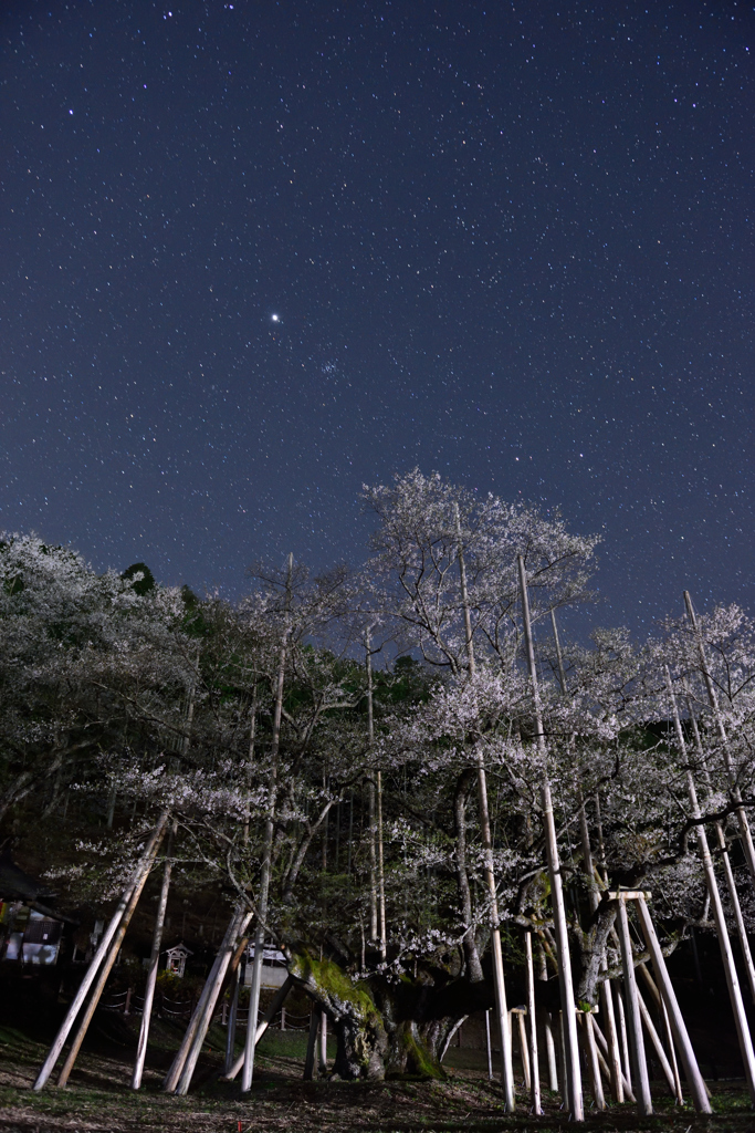 闇夜と星　淡墨桜