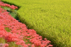 彼岸花　⑤　境界線