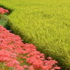彼岸花　⑤　境界線
