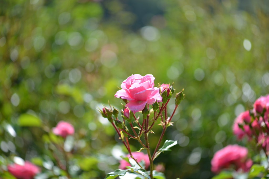 薔薇　⑤　一ツ花