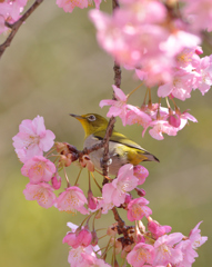 河津桜にあこがれて　⑮