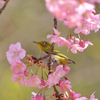 河津桜にあこがれて　⑮