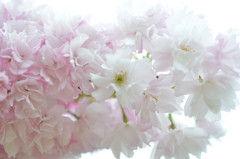 八重桜　曇りの日に