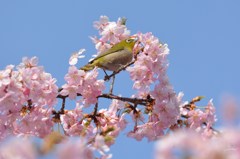 河津桜とメジロ　晴れた日に