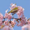 河津桜とメジロ　晴れた日に