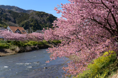 河津桜にあこがれて　⑥