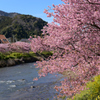 河津桜にあこがれて　⑥