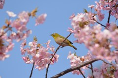 河津桜とメジロ　②