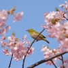 河津桜とメジロ　②