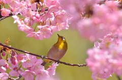 河津桜にあこがれて　⑦