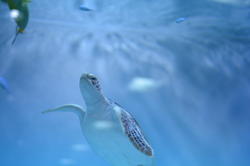 ウミガメの成長