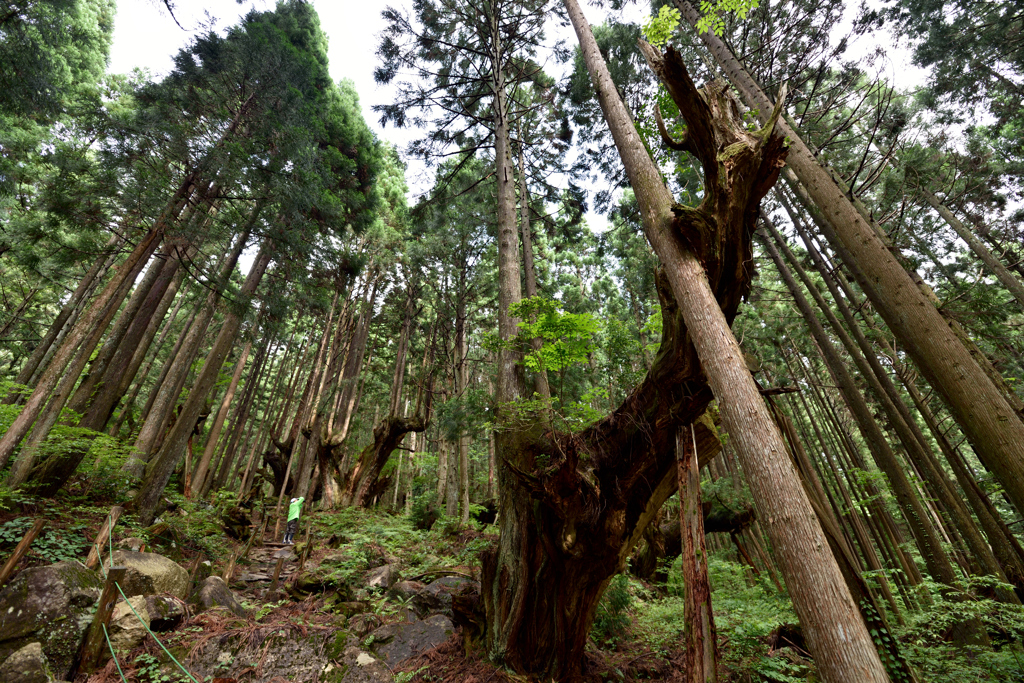 株杉　2015　①