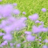実り