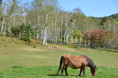 木曽馬の里より