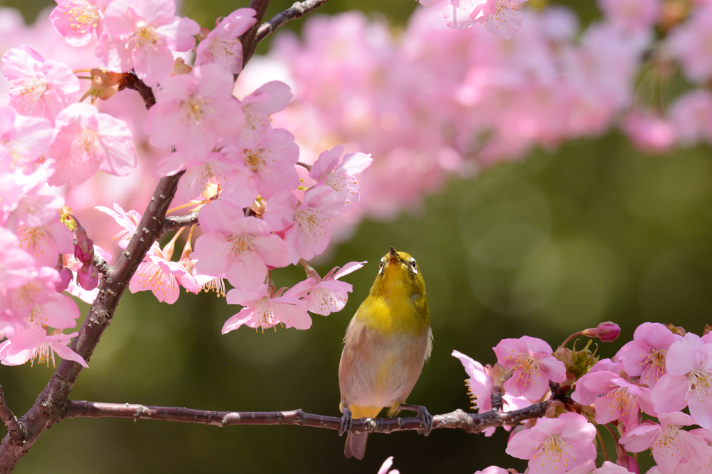 河津桜にあこがれて　⑧