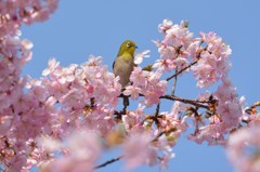 河津桜に包まれて　メジロ　③