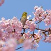 河津桜に包まれて　メジロ　③