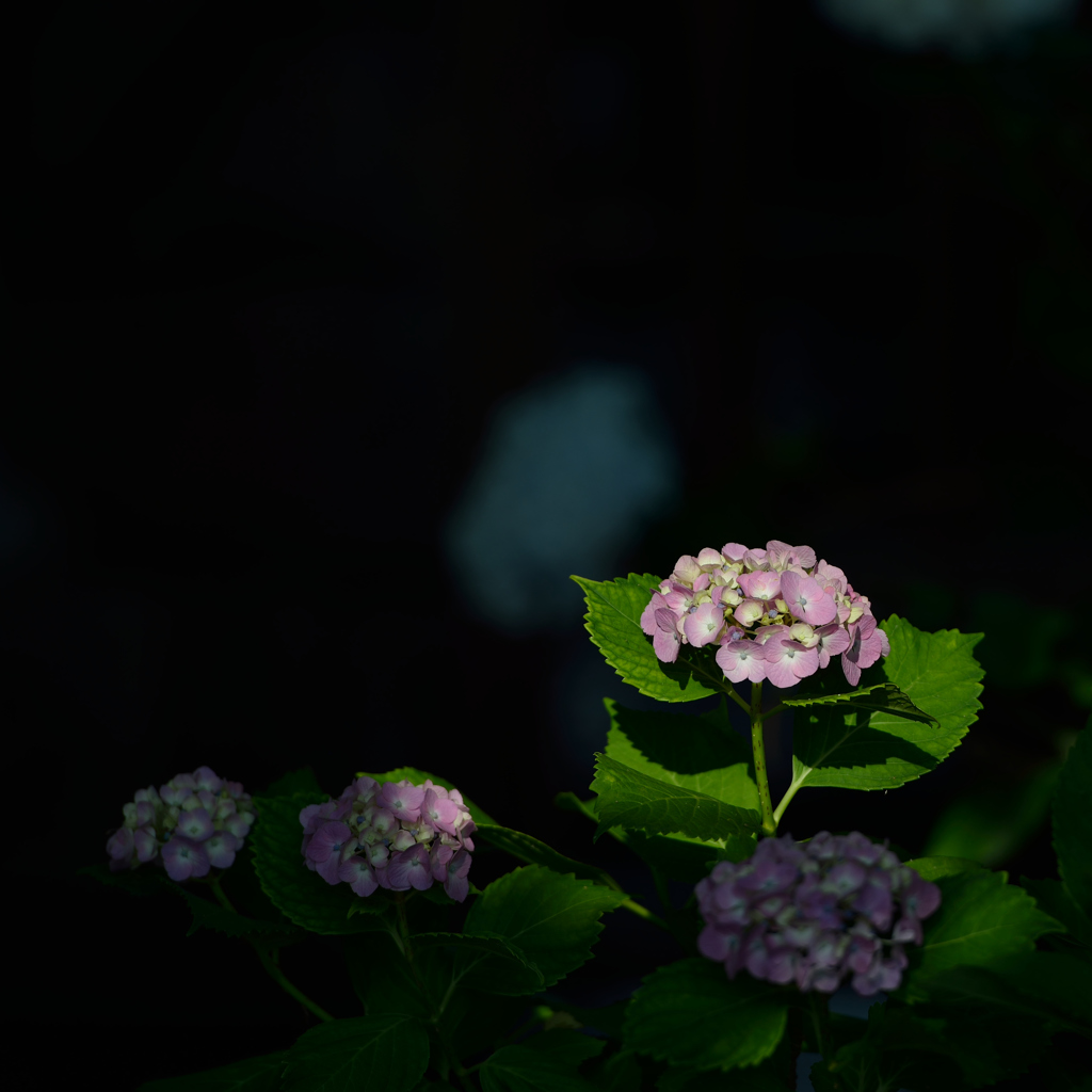 ぶらさんぽ。　紫陽花