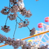 桜2