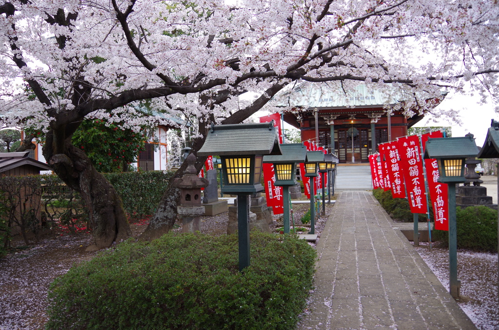 桜1
